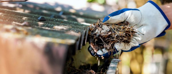 Pine Needle Gutter Cleaning in Sun City